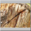 Dolichomitus sp - Schlupfwespe 01 32mm - OS-Hasbergen-Holzlagerplatz.jpg